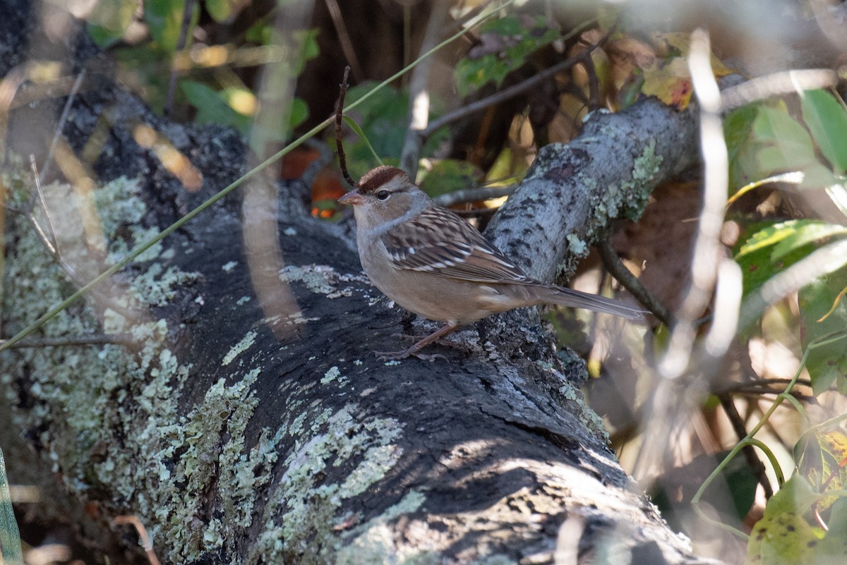 White-crowned Sparrow - ML272225261