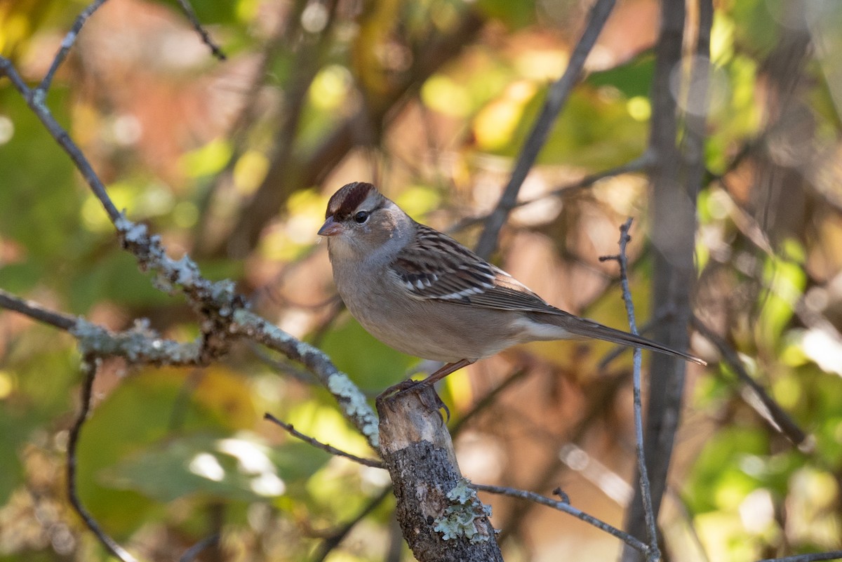 White-crowned Sparrow - ML272225281