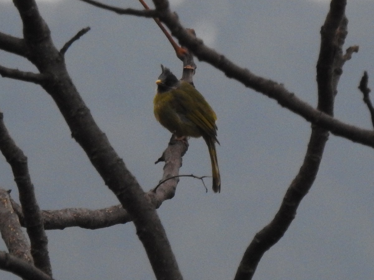 Crested Finchbill - ML272225931