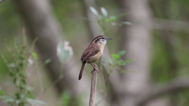 Carolina Wren - ML272226071