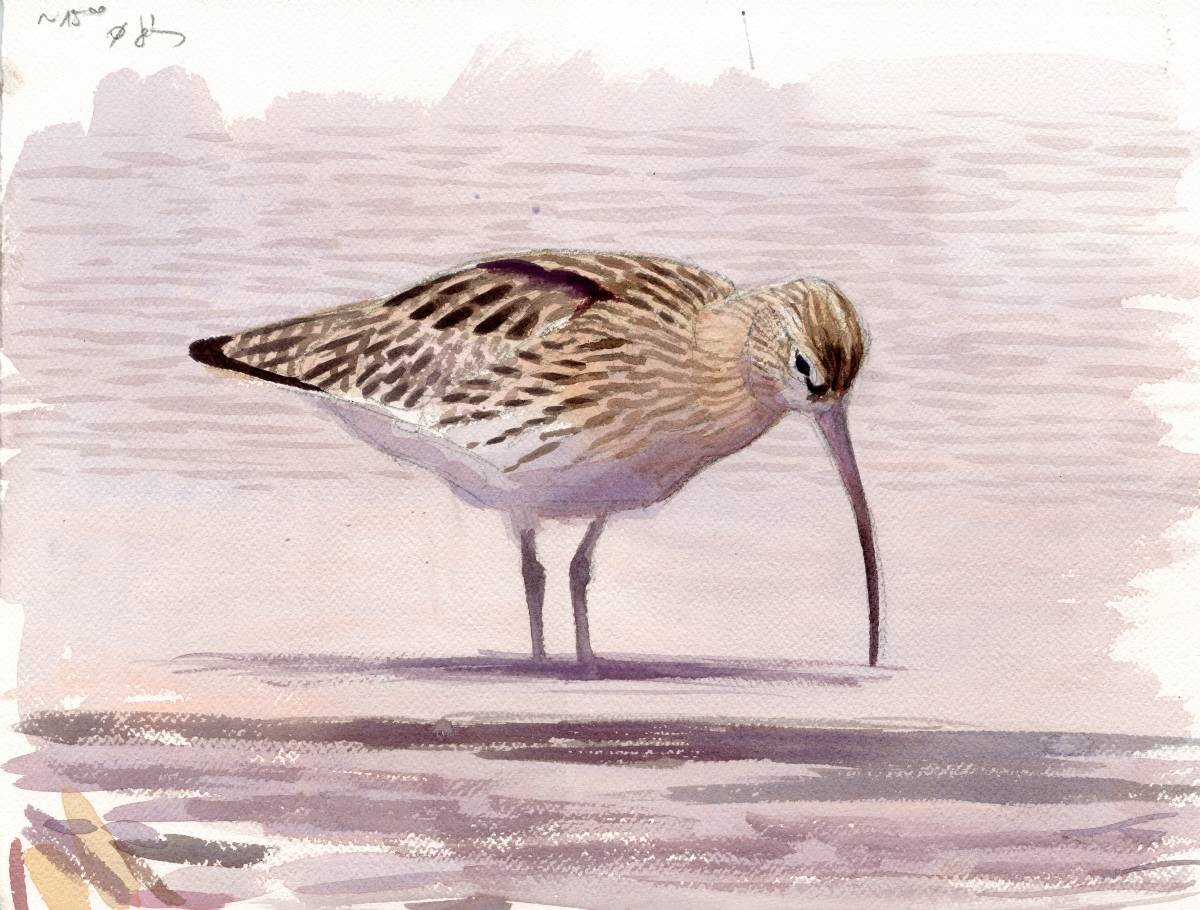 Eurasian Curlew - Szabolcs Kókay