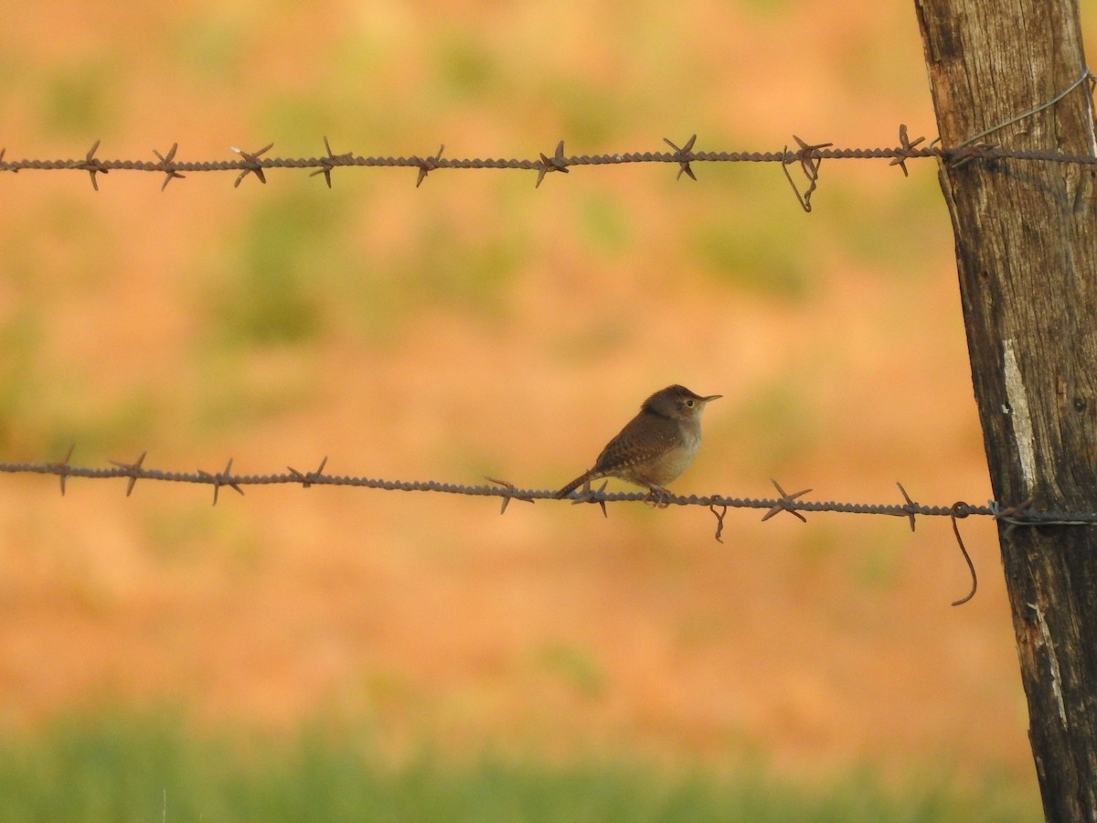 House Wren - ML272231281