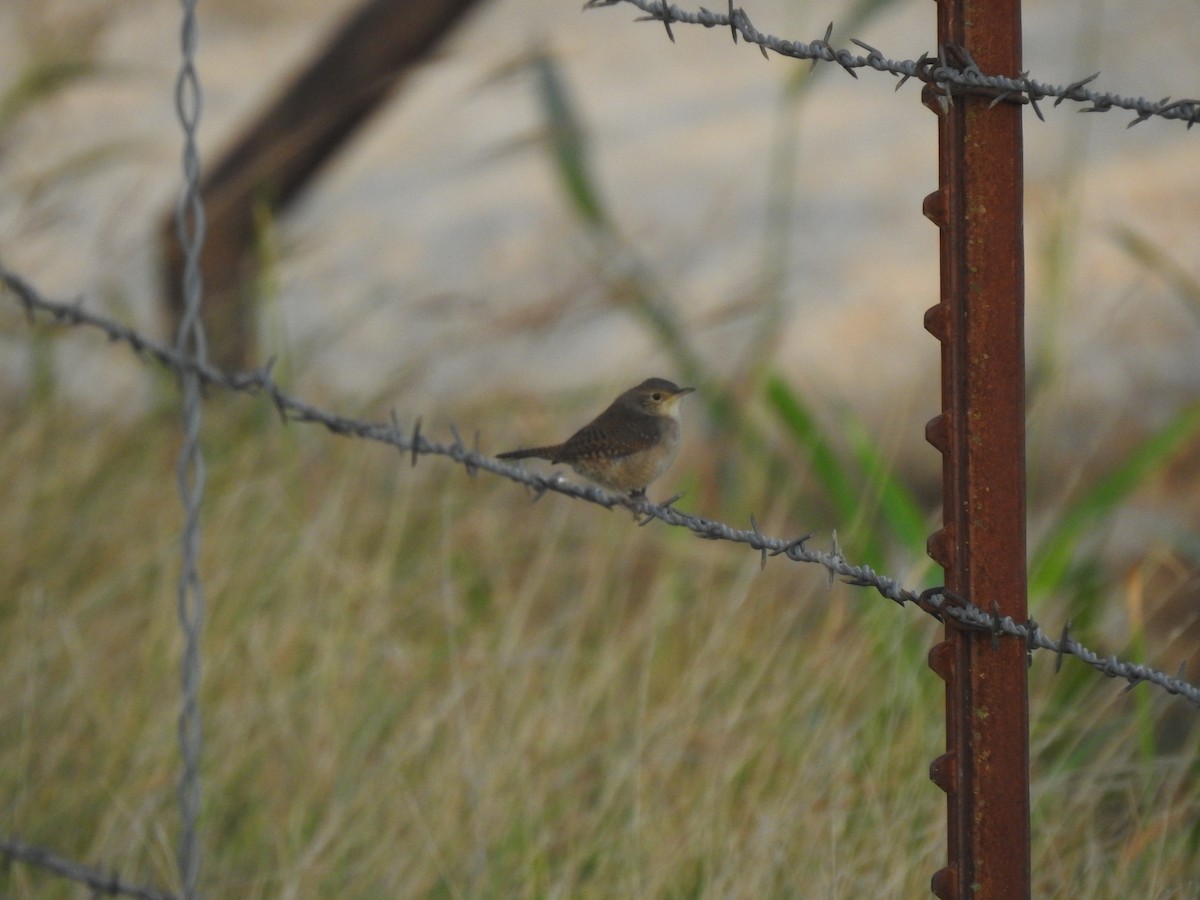 House Wren - ML272231541