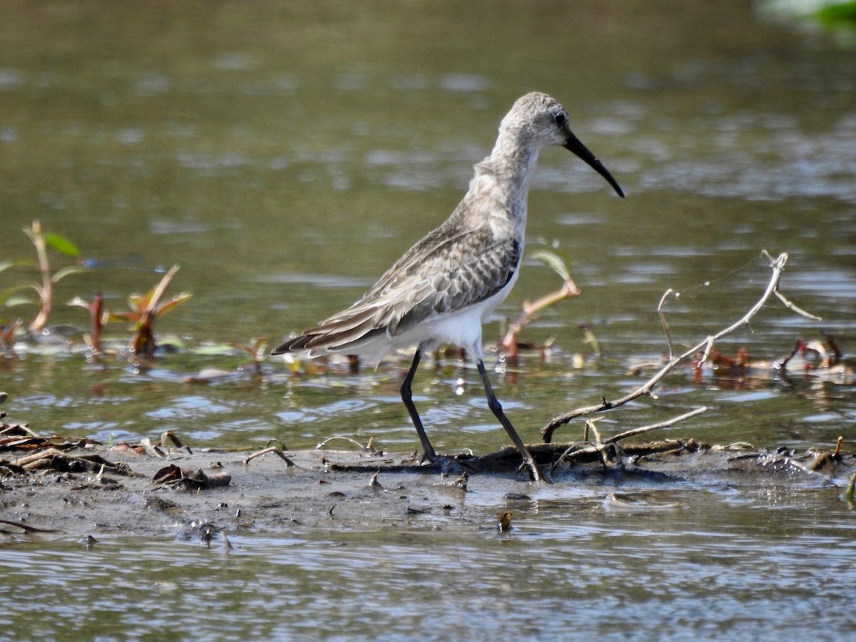 Curlew Sandpiper - ML272234101