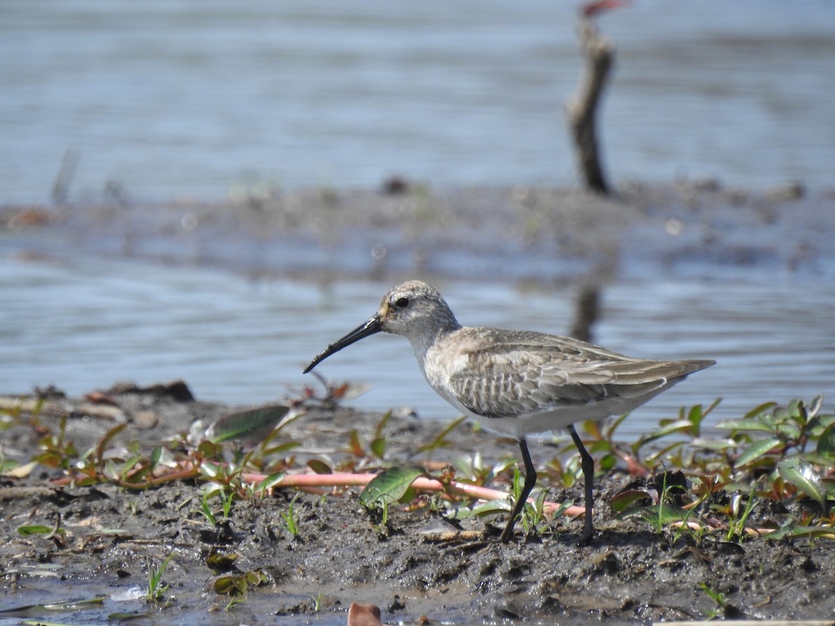 Curlew Sandpiper - ML272234181