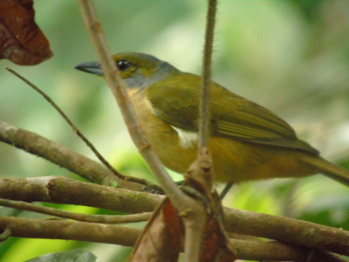 Fulvous-crested Tanager - ML272234731