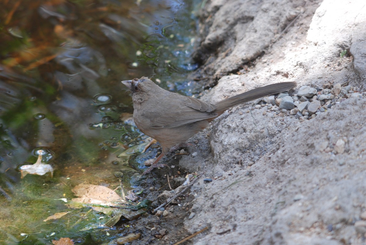 Abert's Towhee - ML272234761