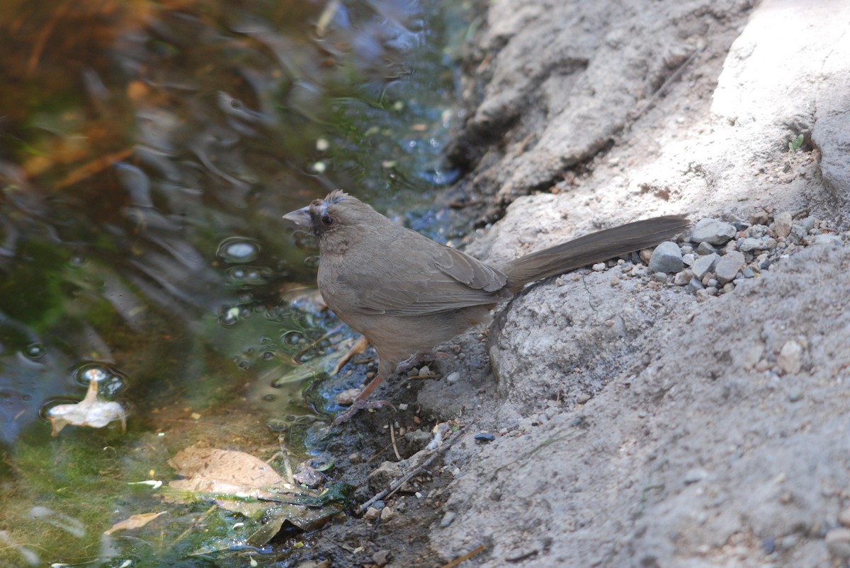 Abert's Towhee - ML272234771