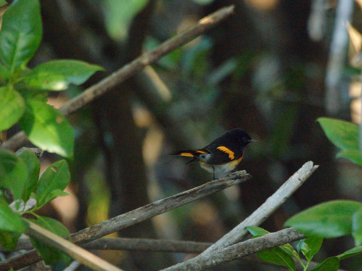 American Redstart - Bente Torvund