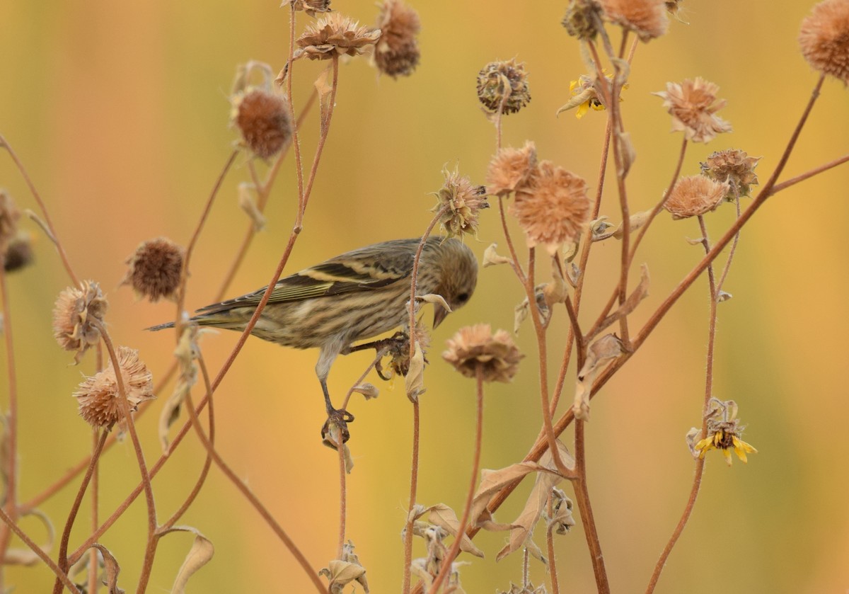 Pine Siskin - ML272237891
