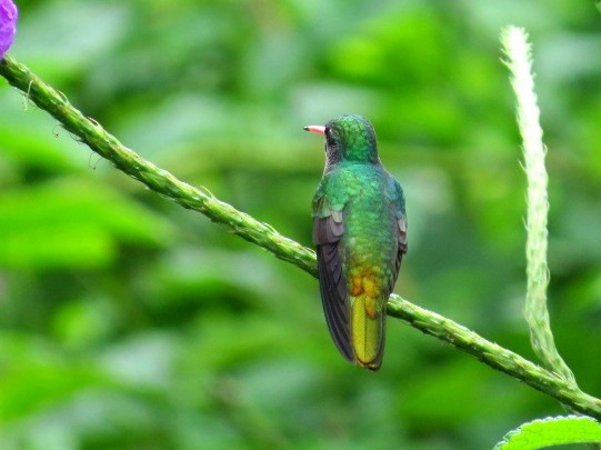 Blue-throated Goldentail - ML272237931