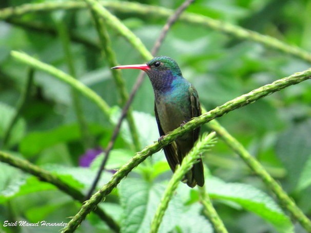 Blue-throated Goldentail - ML272237971