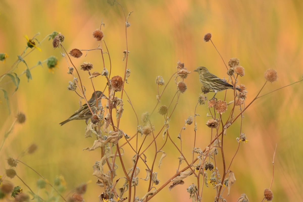 Pine Siskin - ML272238031