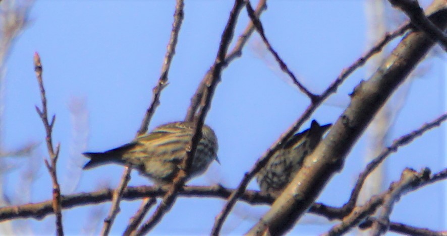 Pine Siskin - ML272238401