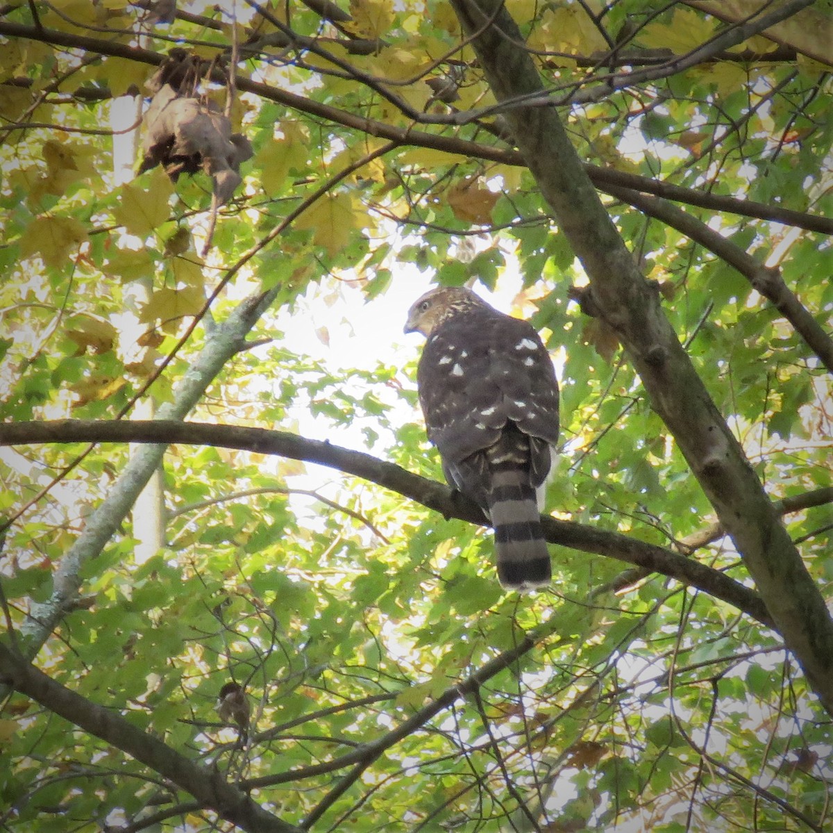 Cooper's Hawk - John Fagan