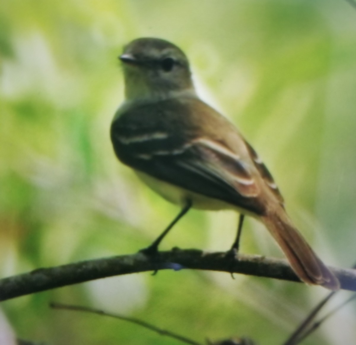 Mouse-colored Tyrannulet (Southern) - ML272238801