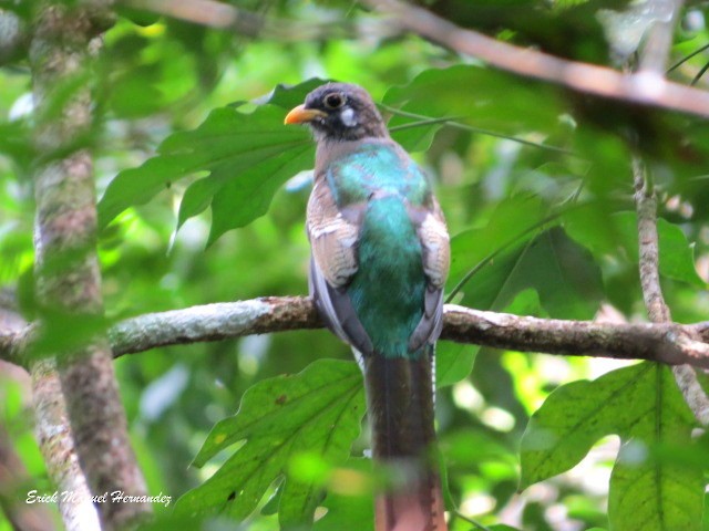 Elegant Trogon - ML272239521