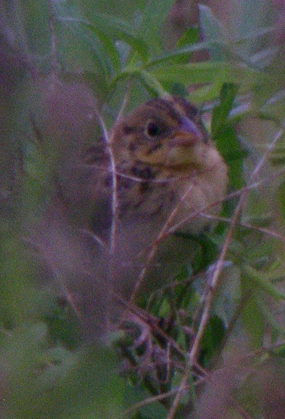 Henslow's Sparrow - Daniel Lebbin