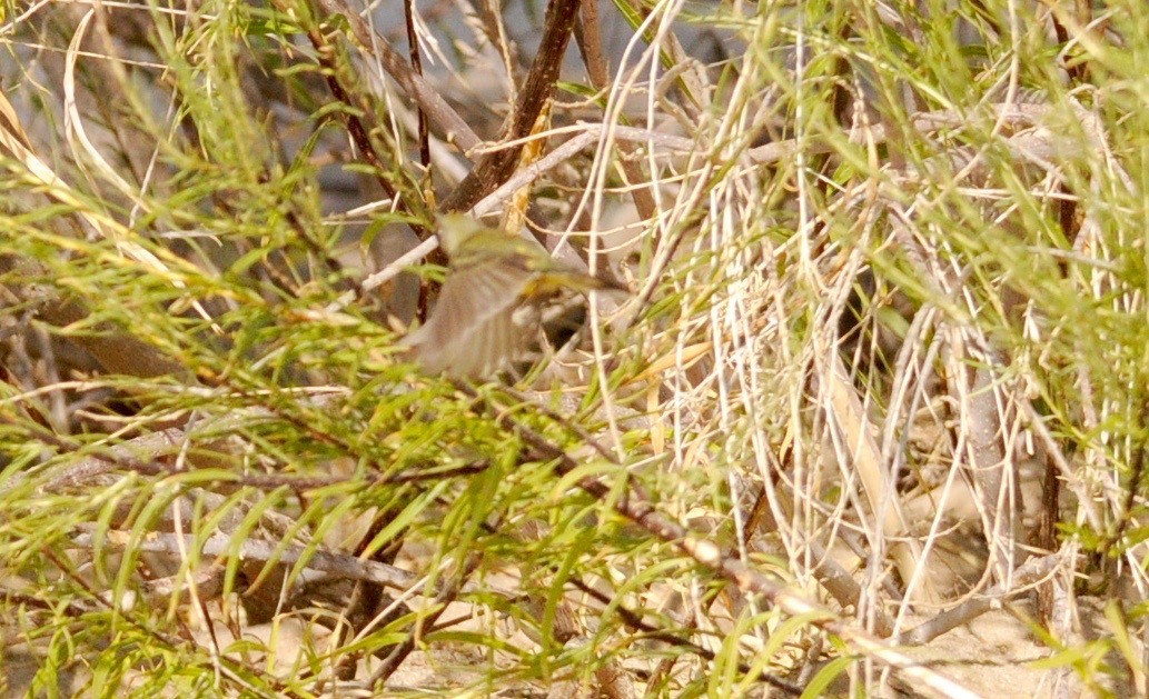 Prairie Warbler - Russell Kokx