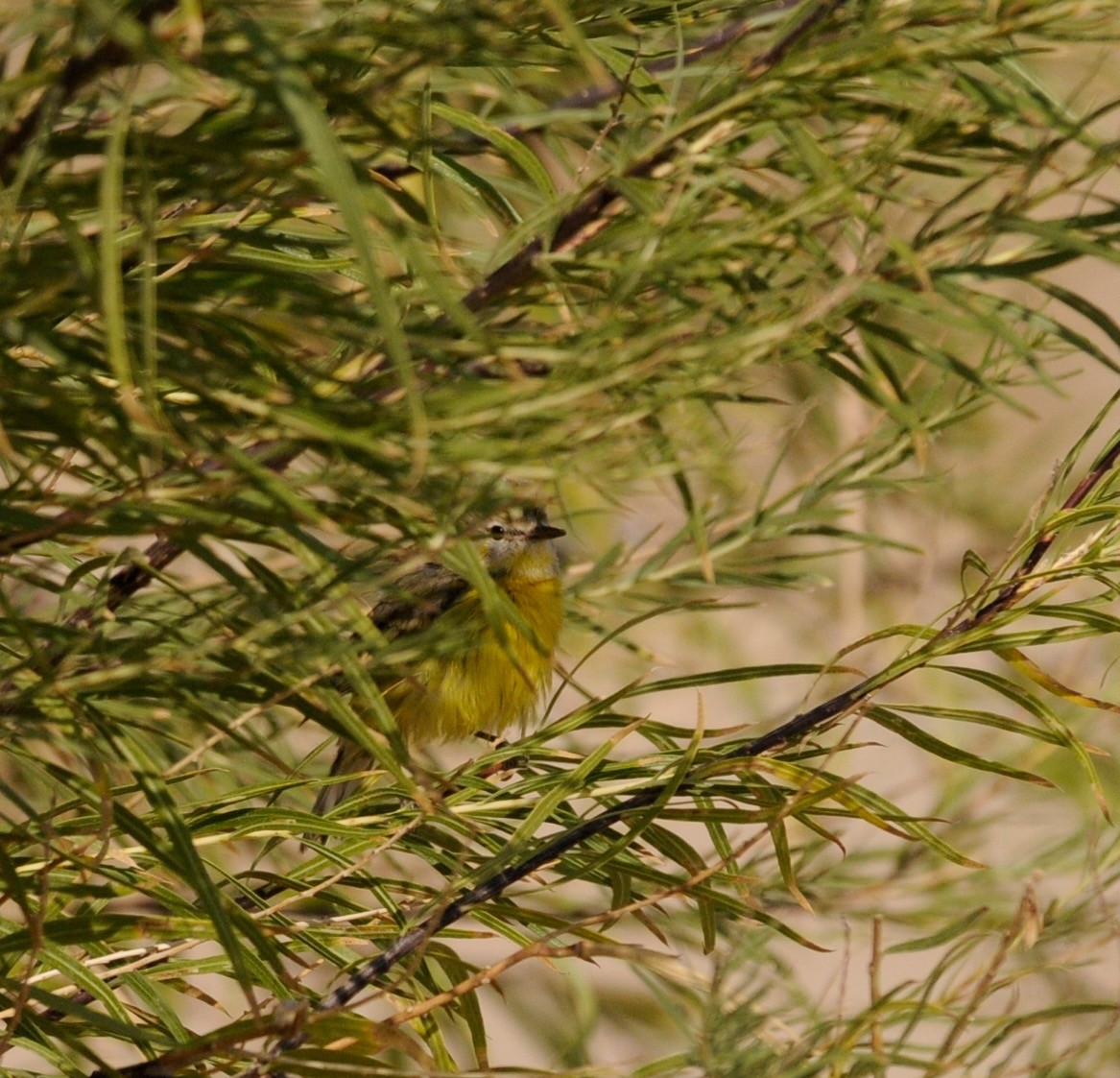 Prairie Warbler - Russell Kokx