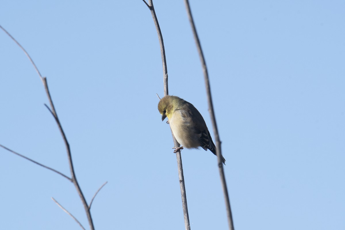 American Goldfinch - ML272242231