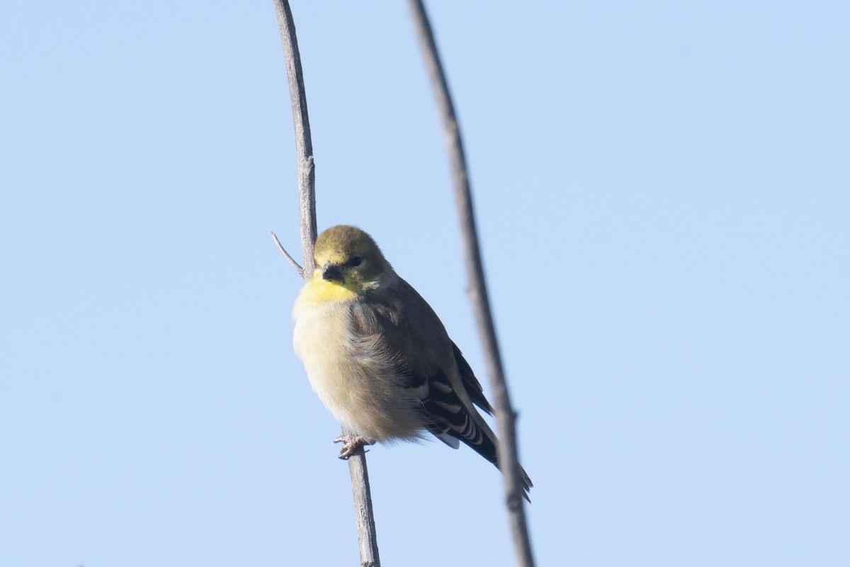 American Goldfinch - Anonymous