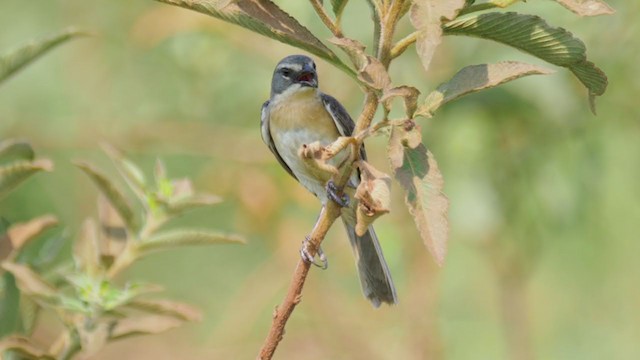 Long-tailed Reed Finch - ML272243361