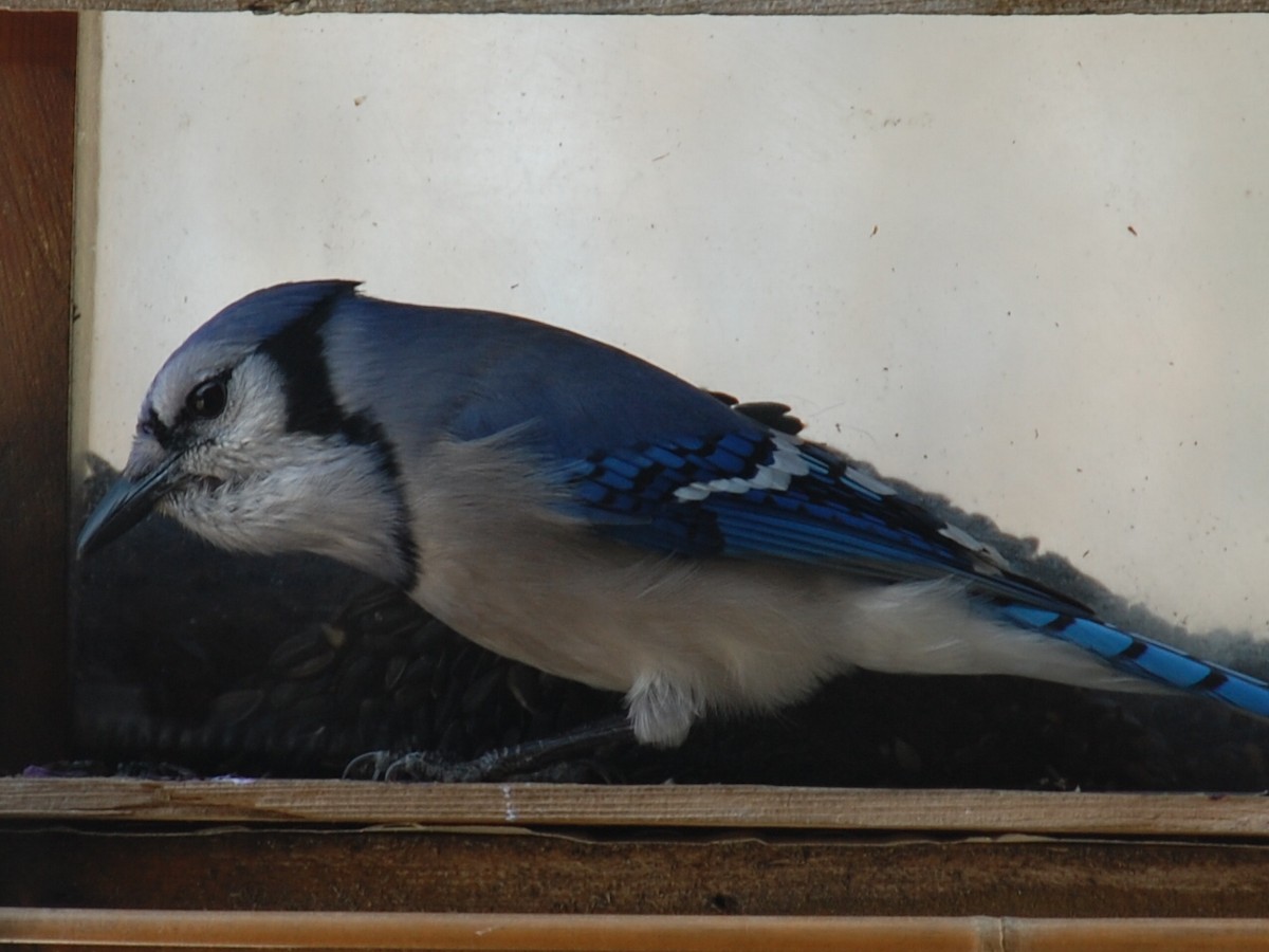 Blue Jay - Sylvain Leduc