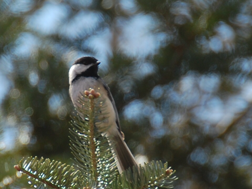 Black-capped Chickadee - Sylvain Leduc