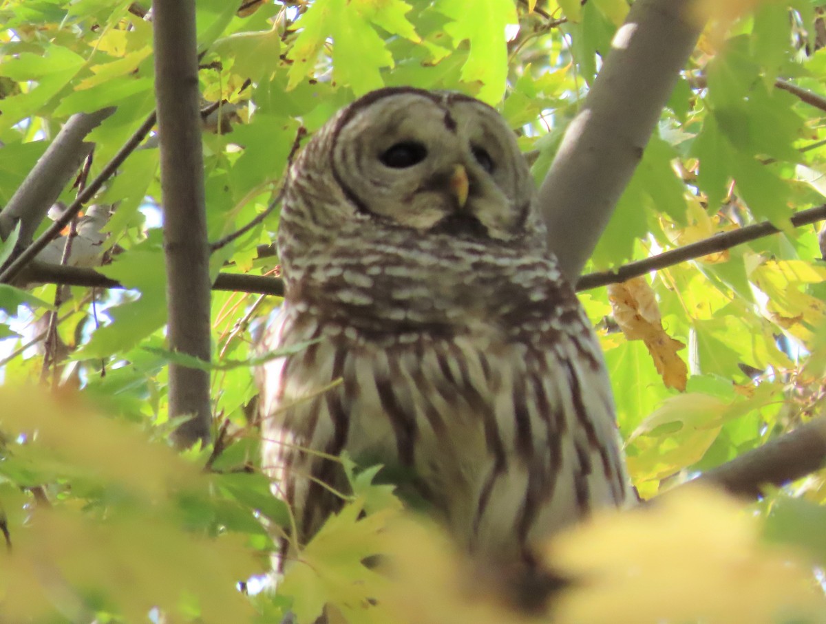 Barred Owl - Michel Bourassa (T-R)