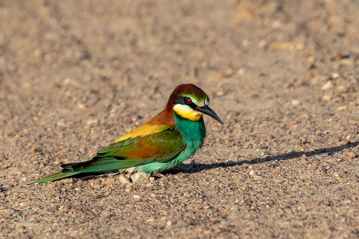 European Bee-eater - ML272247171