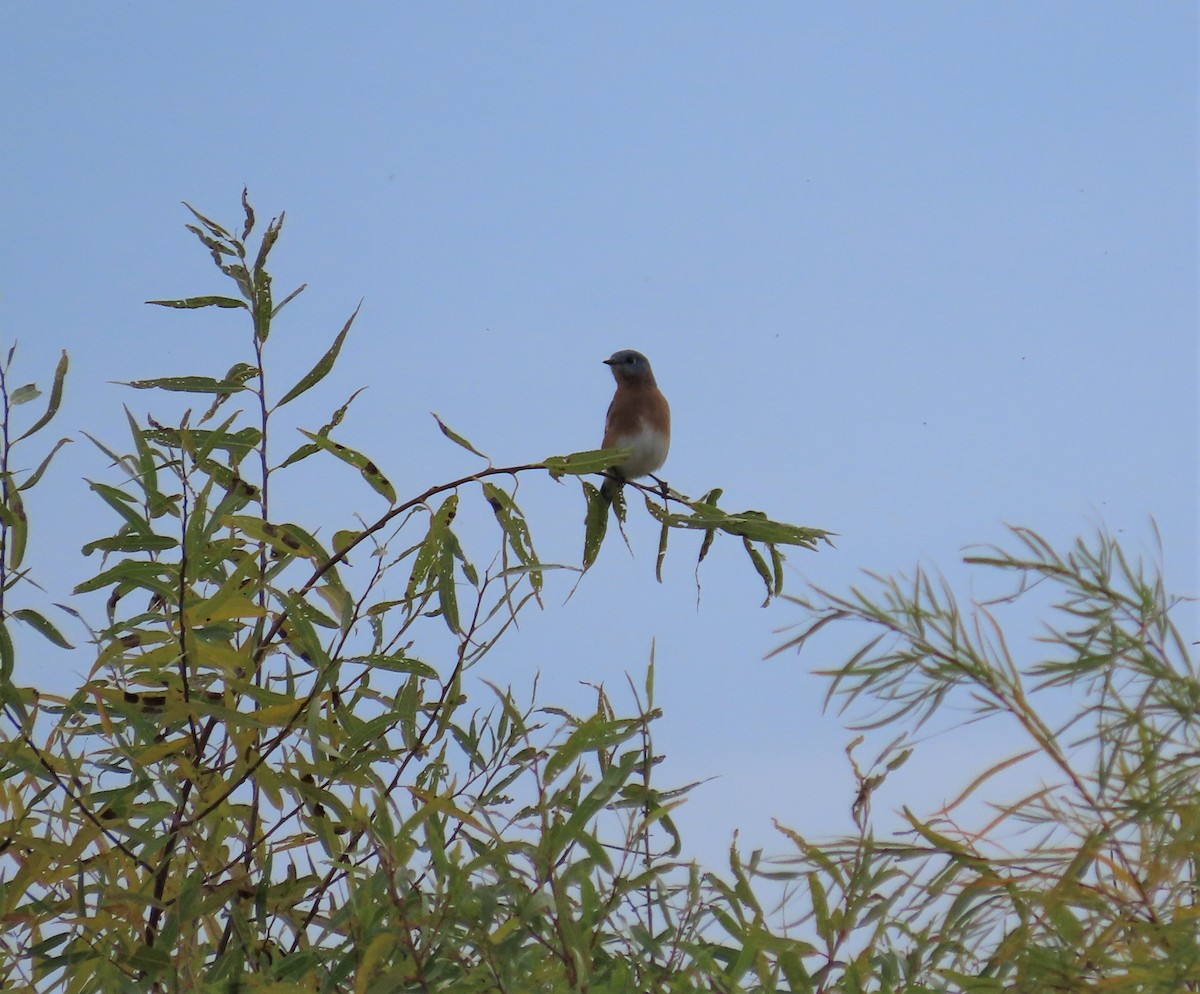 Eastern Bluebird - ML272248341