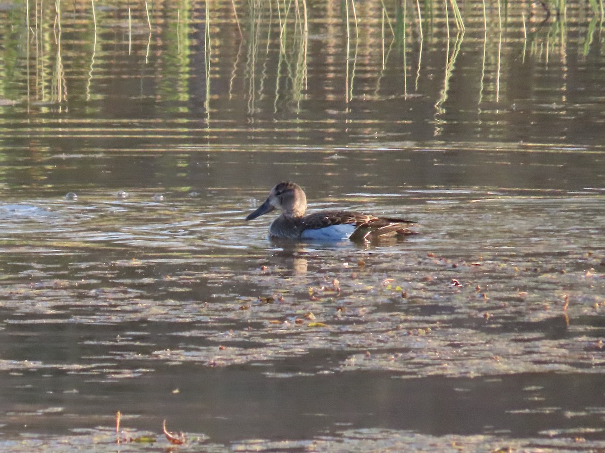 Blue-winged Teal - ML272248511