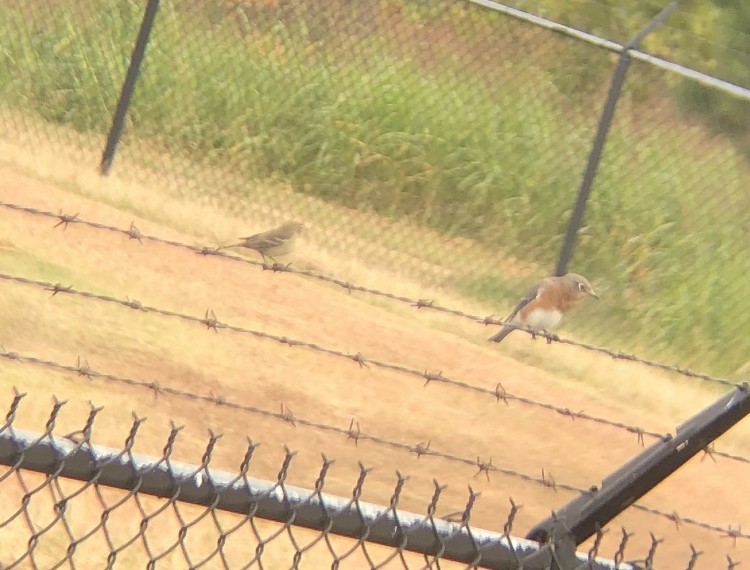 Eastern Bluebird - ML272253251