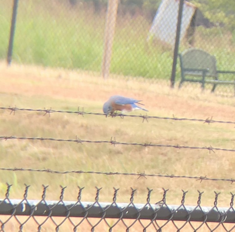 Eastern Bluebird - ML272253271