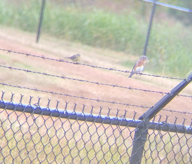 Eastern Bluebird - ML272253281