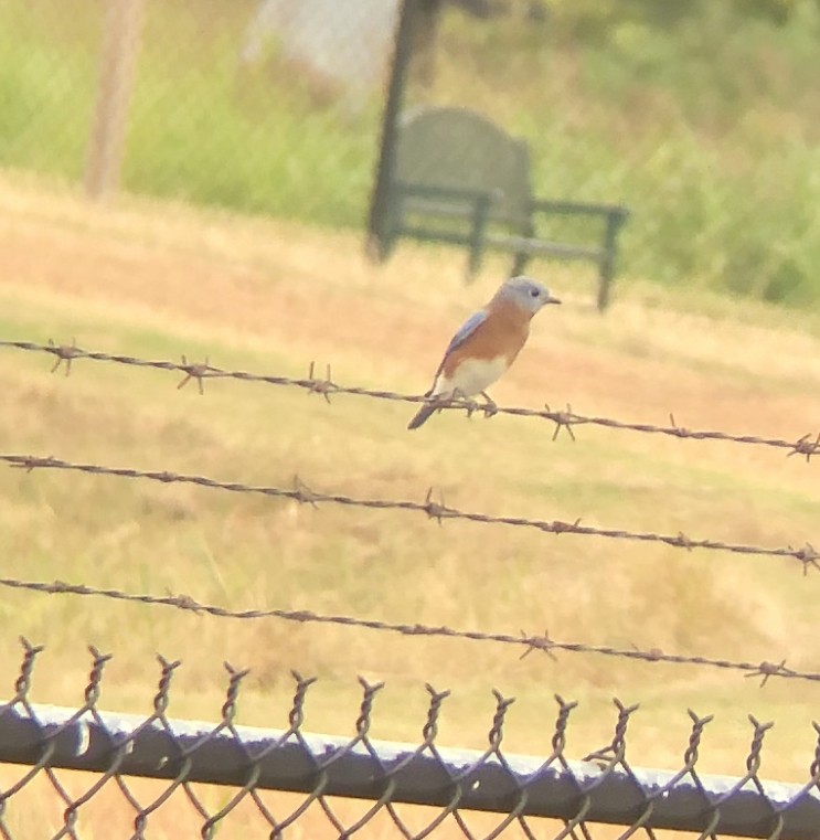 Eastern Bluebird - ML272253311