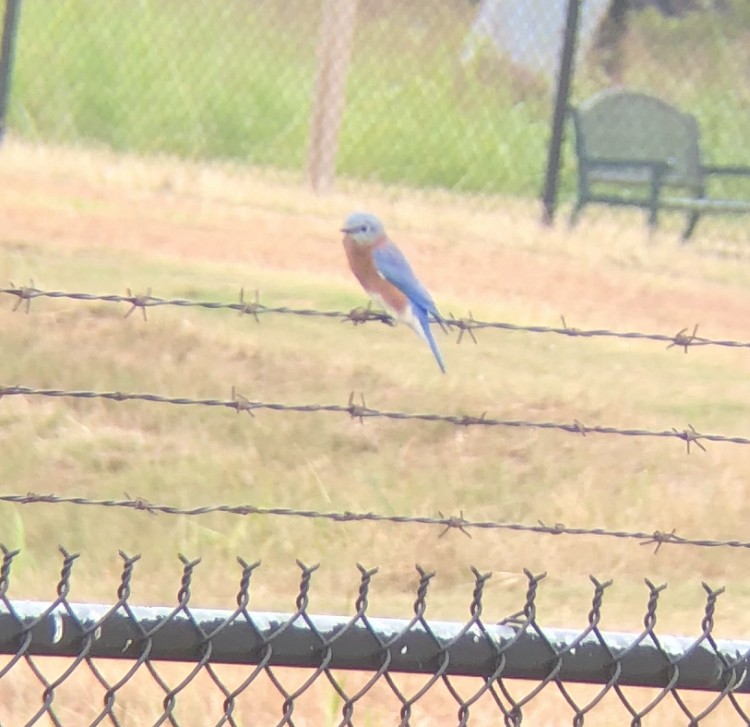 Eastern Bluebird - ML272253341