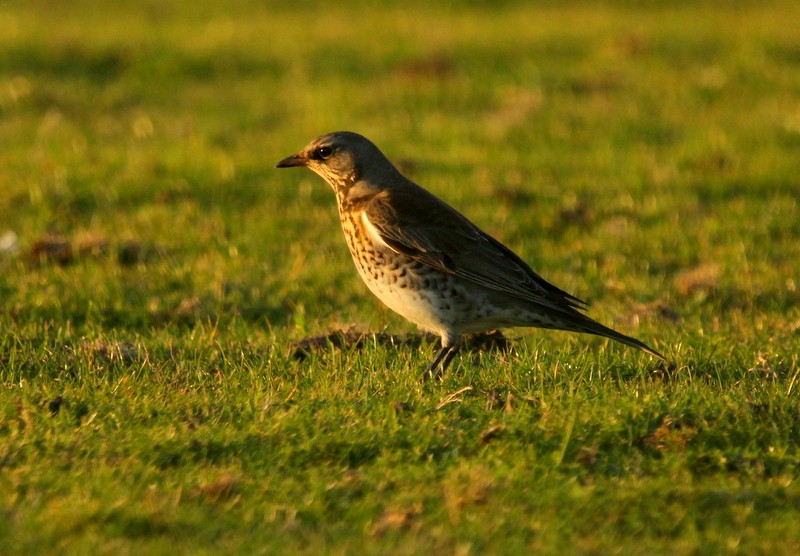 Fieldfare - Kris Webb