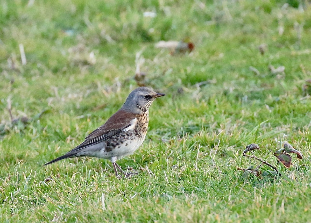 Fieldfare - Craig Robson