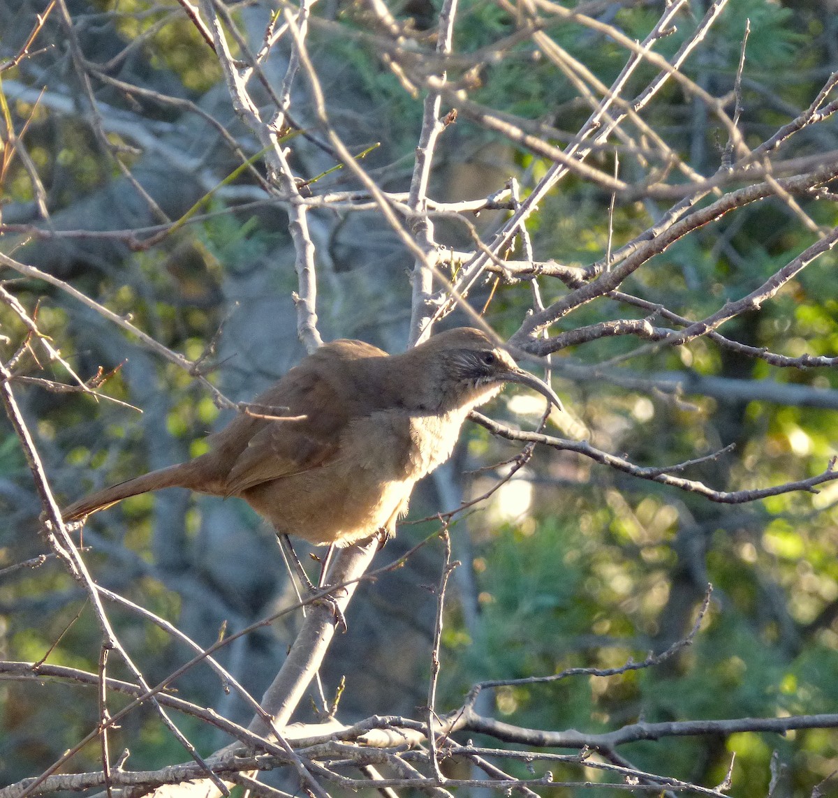 California Thrasher - ML272255441