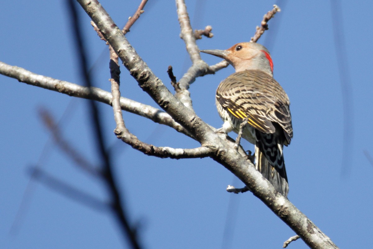 Northern Flicker (Yellow-shafted) - ML272255781