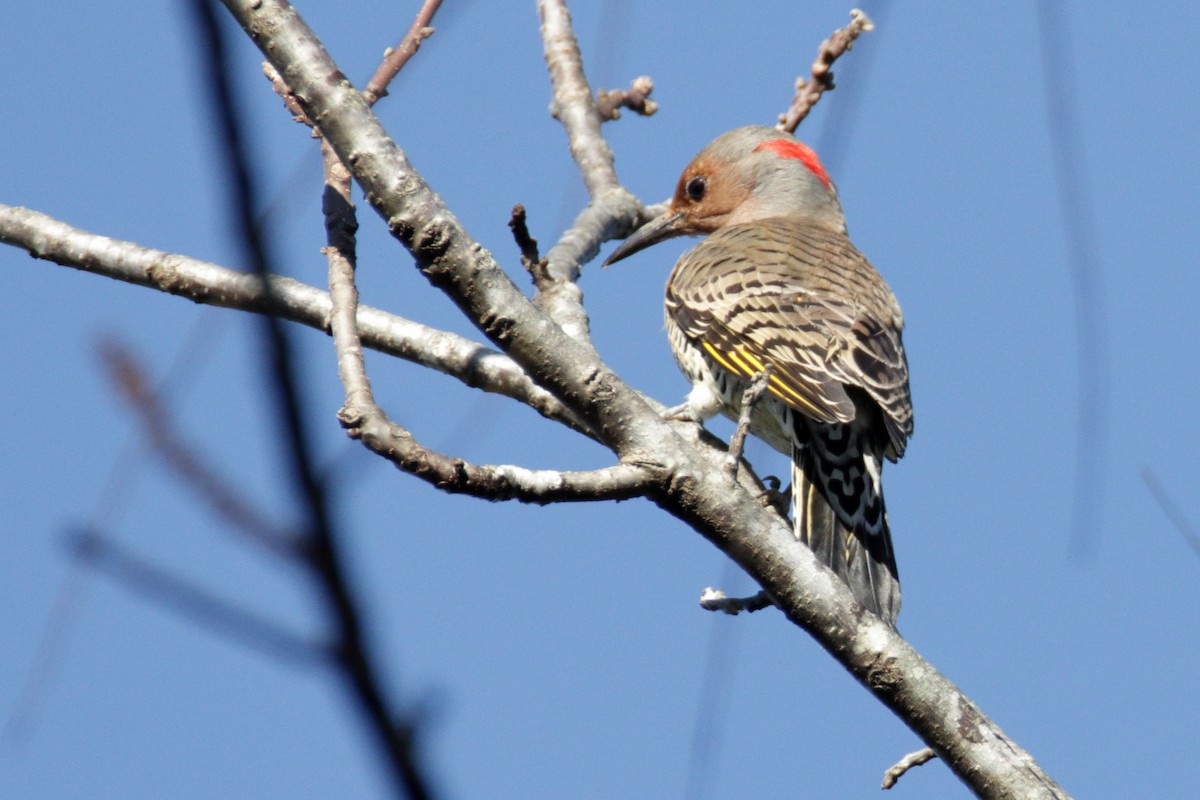Northern Flicker (Yellow-shafted) - ML272255841