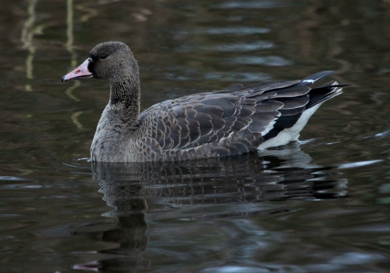 Greater White-fronted Goose - ML272256061