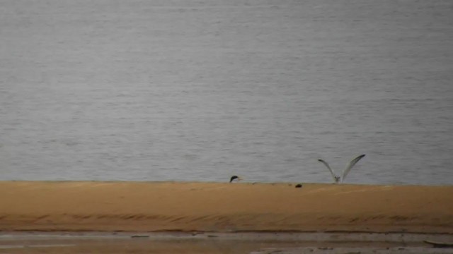 Yellow-billed Tern - ML272257001