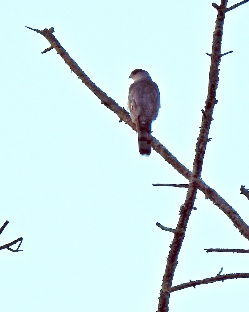 Cooper's Hawk - ML272257051