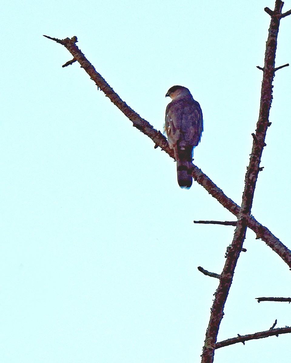 Cooper's Hawk - ML272257061