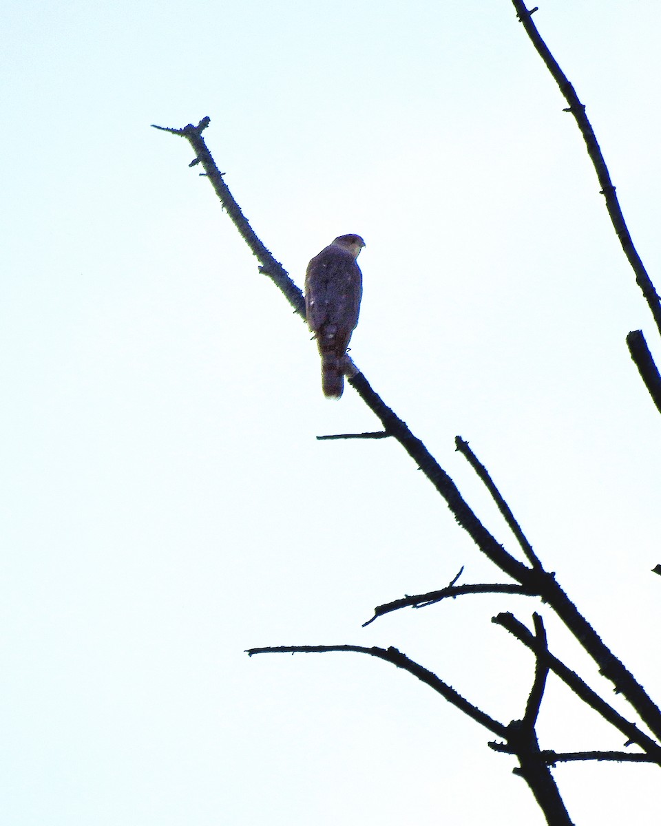 Cooper's Hawk - ML272257101