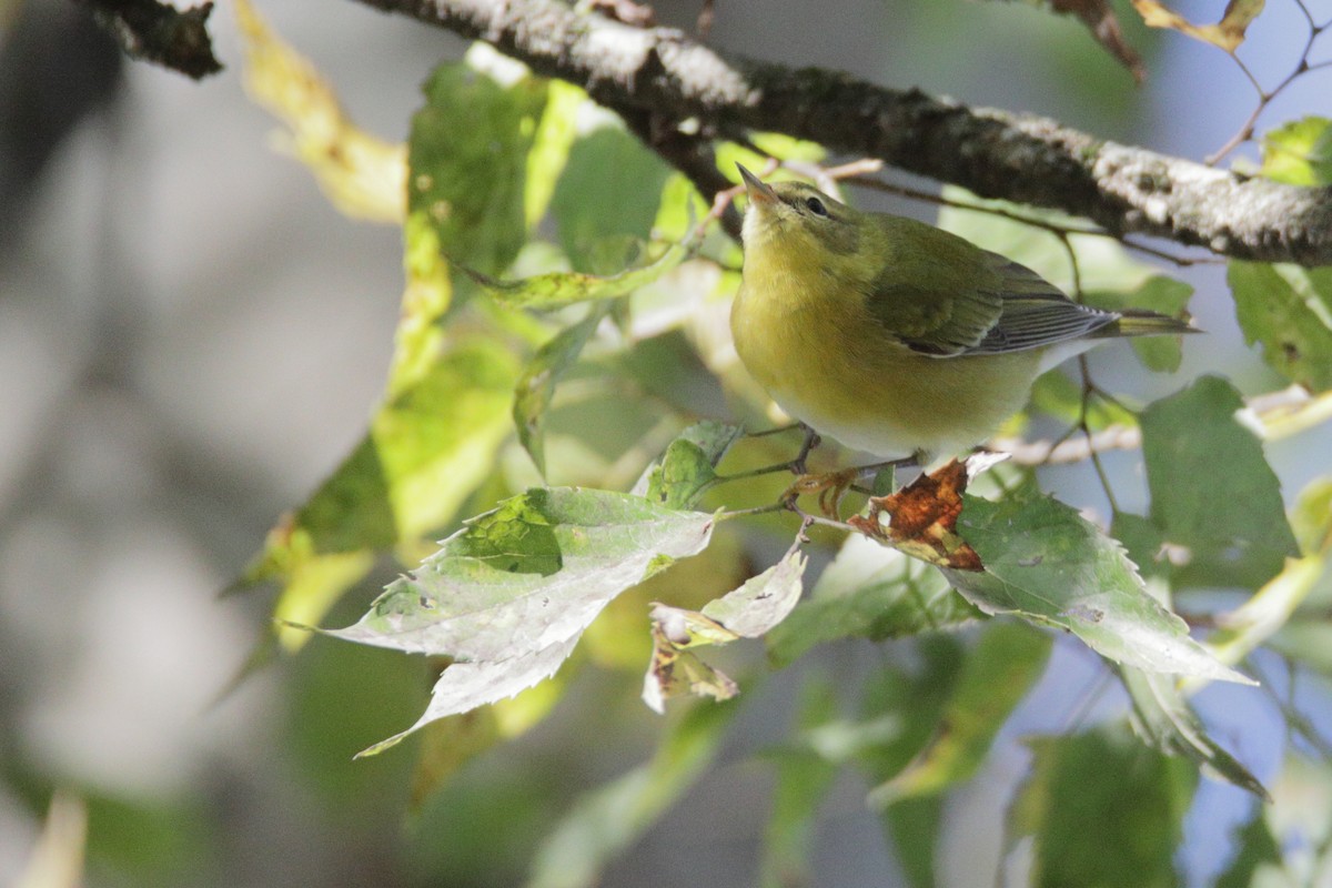 Tennessee Warbler - ML272257131