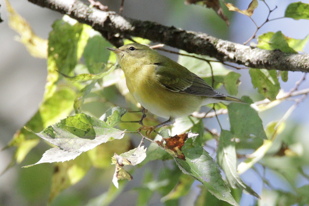 Tennessee Warbler - ML272257161